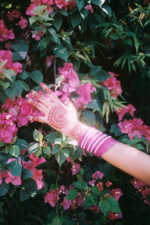 Person Touching Pink Flowers