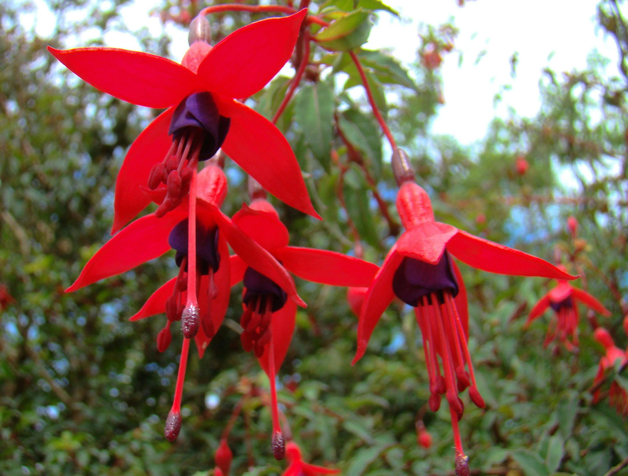 Tostada con miel - desayuno dulce