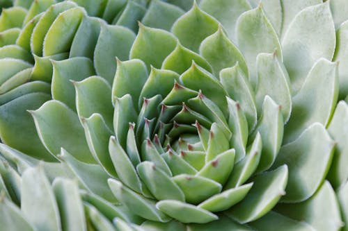 Foto d'estoc gratuïta de botànica, echeveria, planta