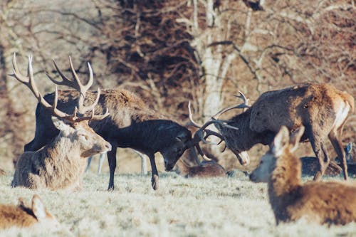 Herd of Deer on Grassland