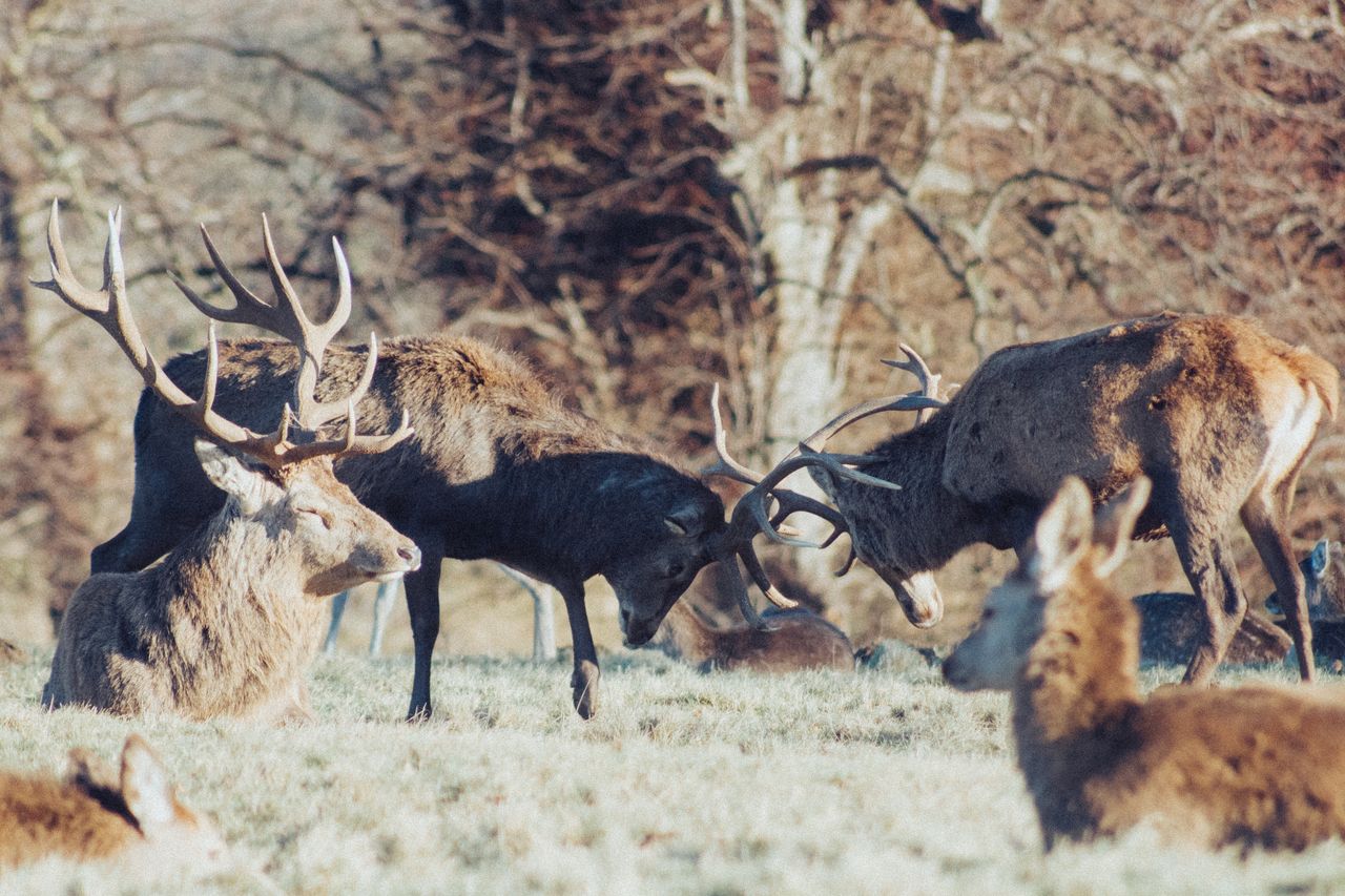 Le brame du cerf, chant d'automne qui signale la saison des amours