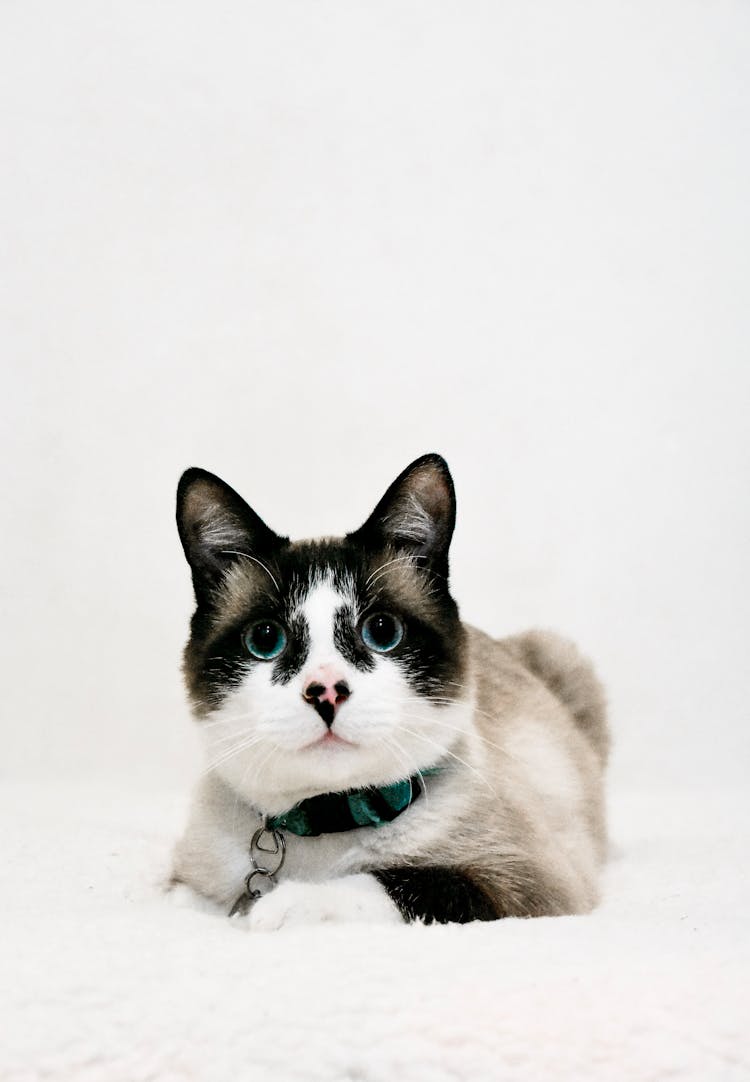 Soft Focus Photo Of A Snowshoe Cat
