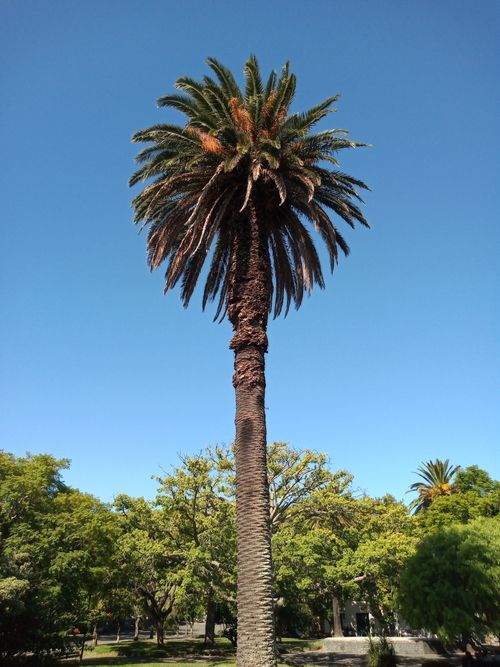 Free A tall palm tree stands against a clear blue sky in Colonia del Sacramento, Uruguay. Stock Photo