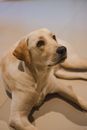Yellow Labrador Retriever Puppy Lying on Floor