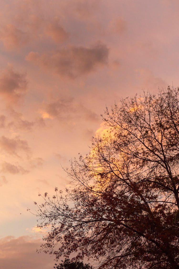 Treetop Against A Cloudy Sky At Sunset 