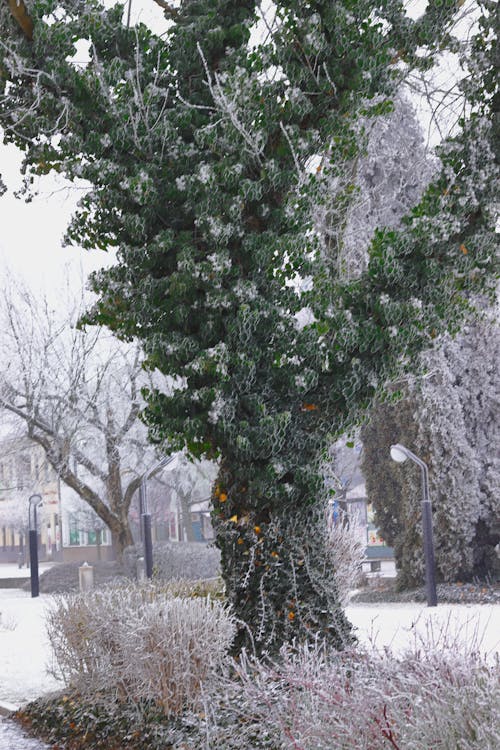 Gratis arkivbilde med snø, snødekt, tre