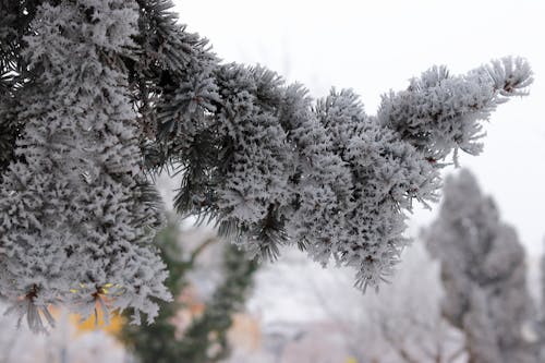 Gratis arkivbilde med frossen, snø, snødekt