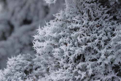 Gratis arkivbilde med snø, snødekt, vinter