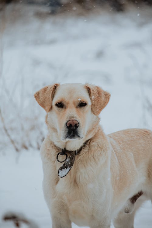 A Labrador Retriever on Snow Covered Ground