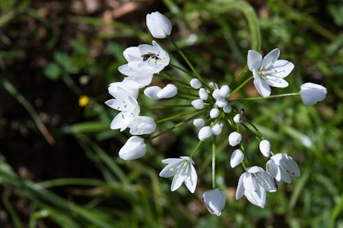 Gratis stockfoto met fabriek, macrofoto, mooie bloem