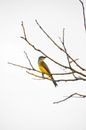 Yellow and Green Bird on Brown Tree Branch