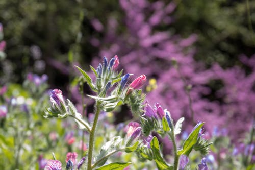 Gratis stockfoto met bloeiende planten, bloesem, lente bos