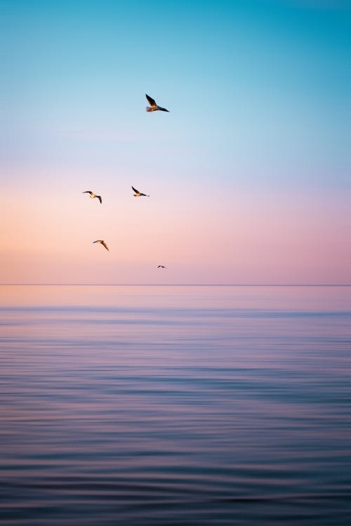 Birds Flying at Sunset over Sea