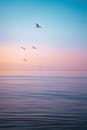 色彩缤纷的日落期间，鸟儿在海洋上空翱翔