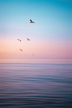 色彩缤纷的日落期间，鸟儿在海洋上空翱翔