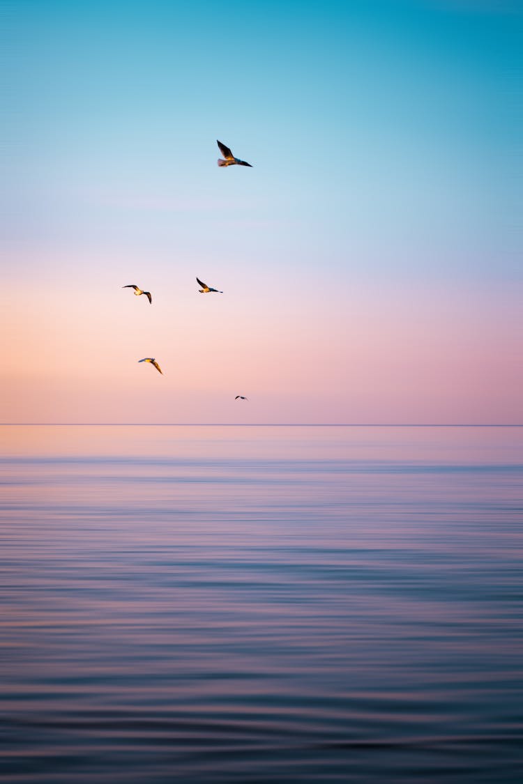 Birds Flying At Sunset Over Sea