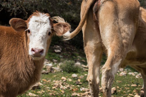 Gratis stockfoto met baby kalf, boerderijdieren, dieren in het wild