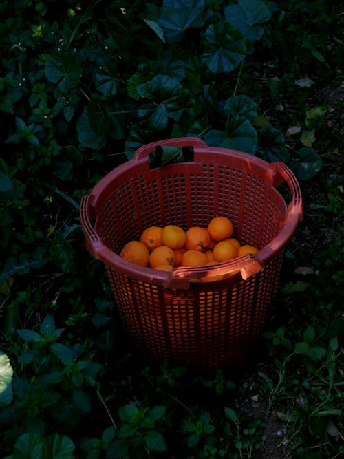 Free Orange Fruits in a Basket Stock Photo