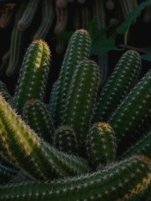 Detailed dark shot of a cactus plant highlighting spines and textures in İzmir.