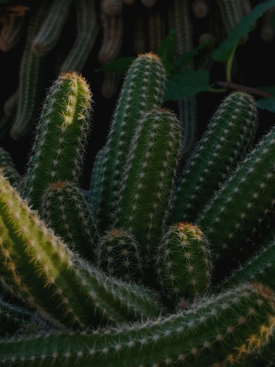 Green Cactus Plant in Close Up Photography