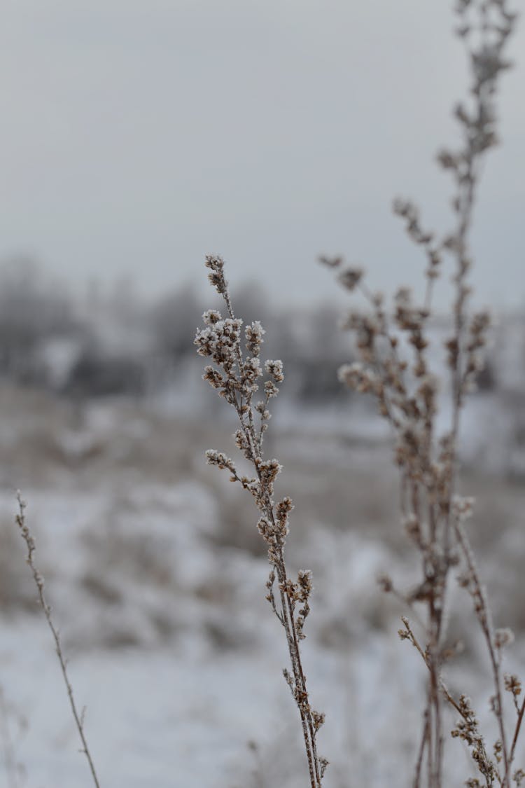 Big Sagebrush In Tilt Shift Lens