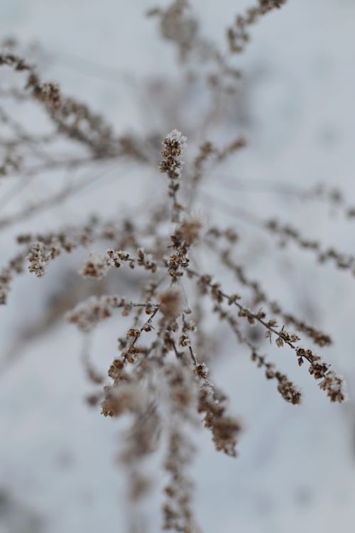 Free Detailed view of frosted tamarisk branches against a blurred snowy background. Stock Photo