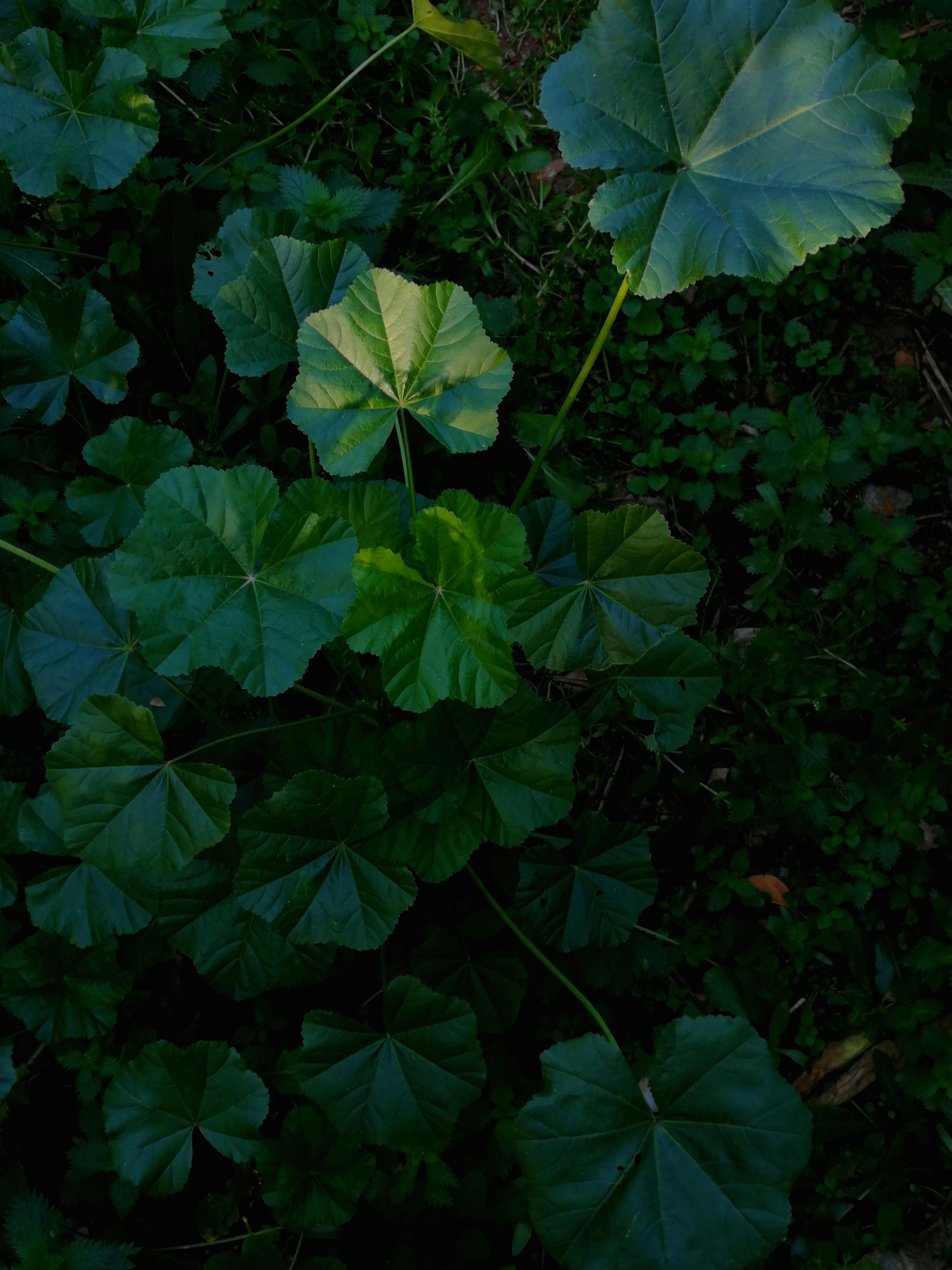 Vibrant close-up of green leaves in a lush garden, capturing the serenity of nature in İzmir.