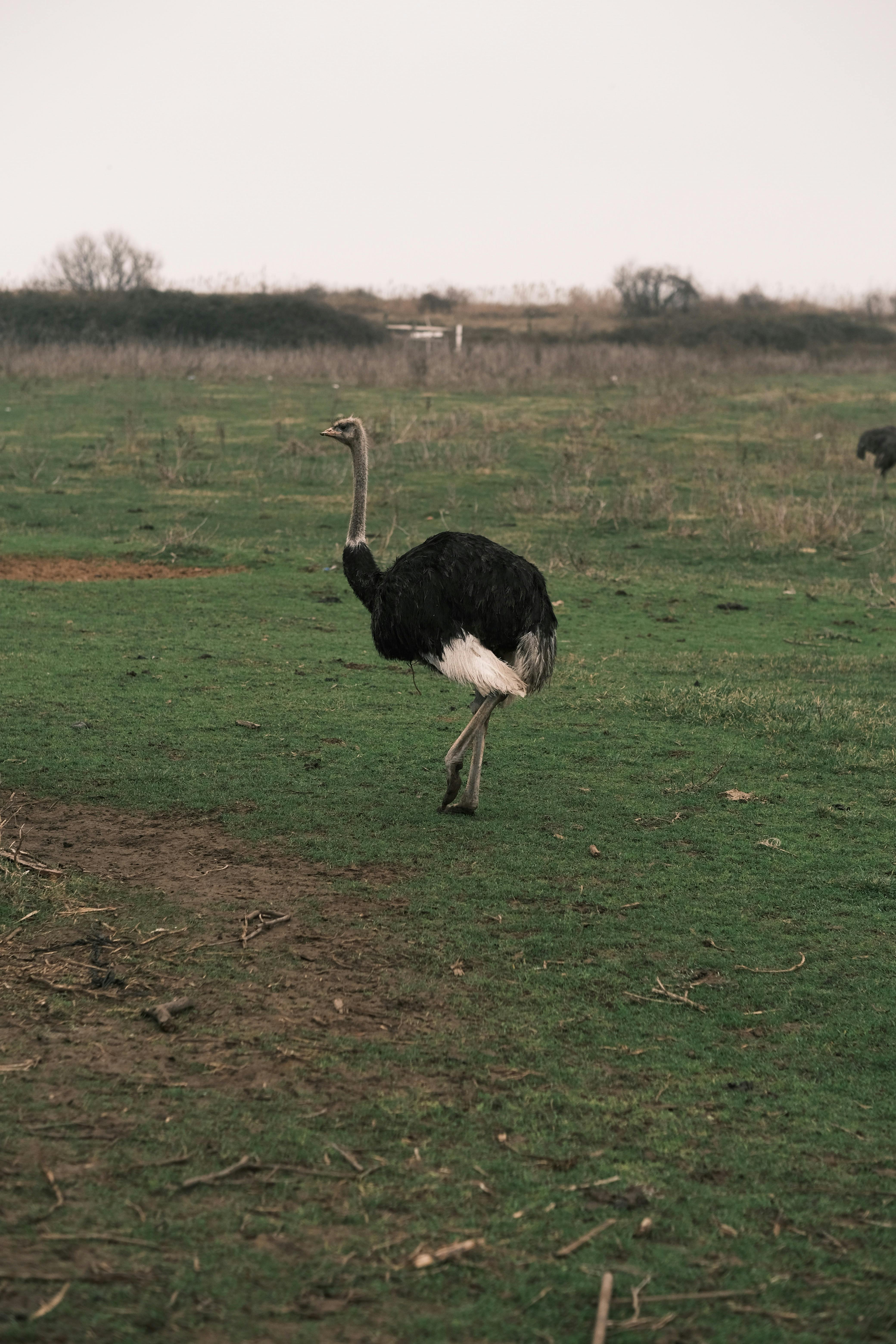 Gratis stockfoto met Afrika, afrikaanse savanne, aviaire Stockfoto