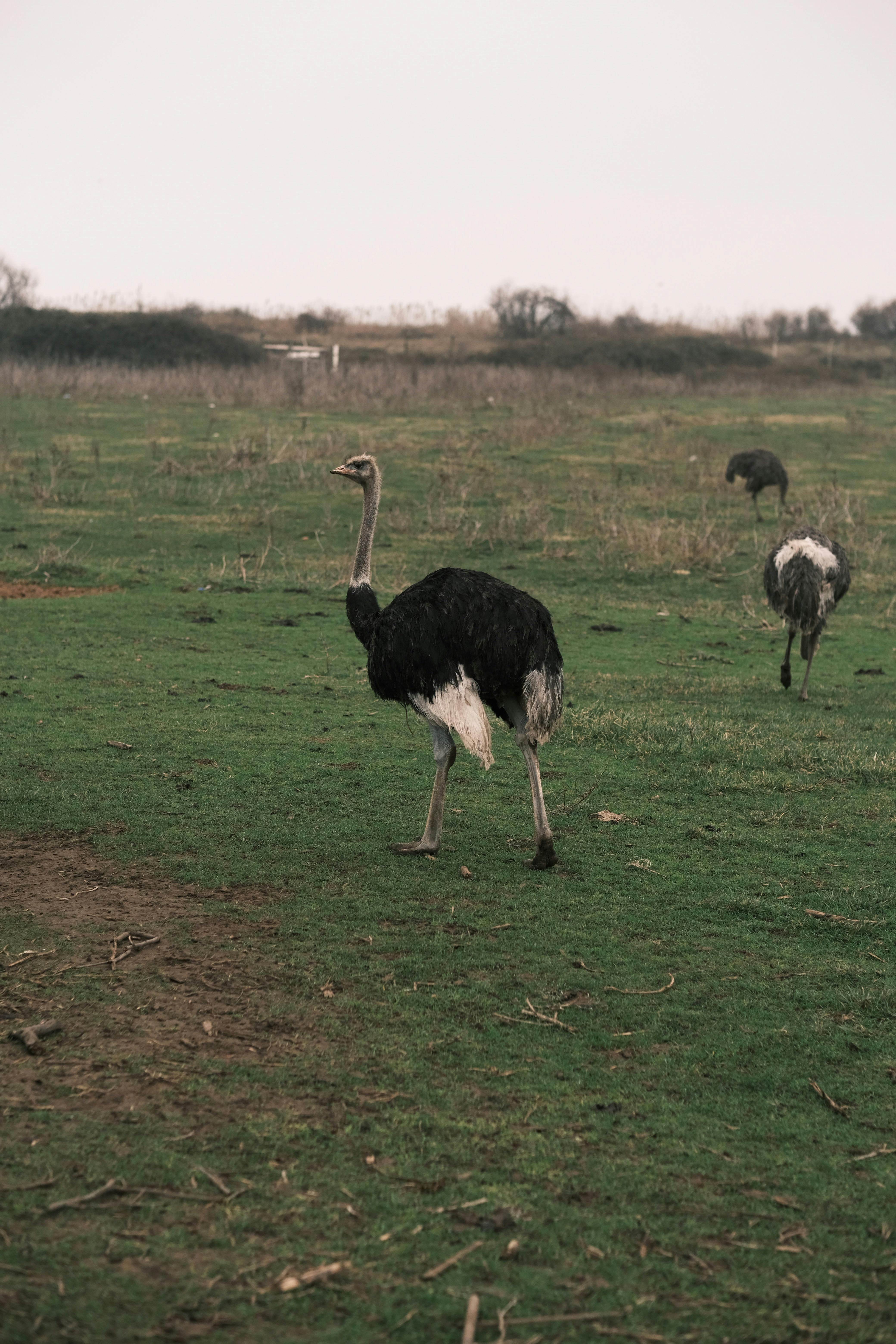Gratis stockfoto met aardetinten, Afrika, afrikaanse vogel Stockfoto