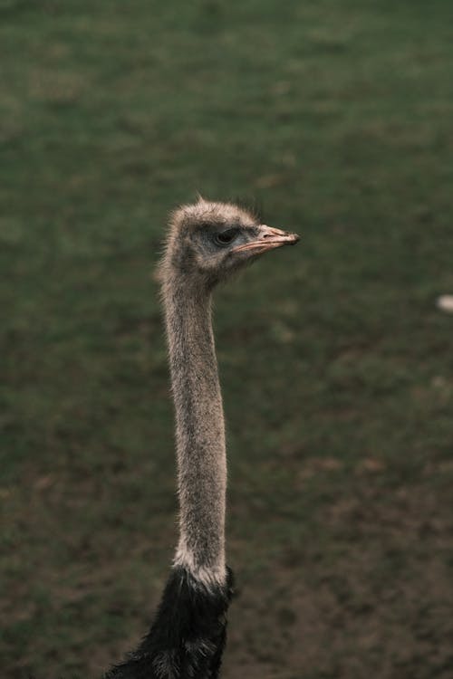 Close-up Photo of Brown Ostrich 