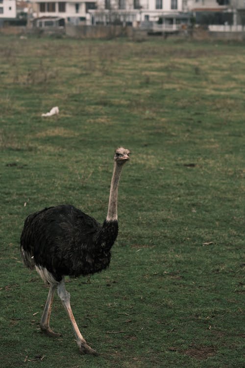 Black Ostrich on Walking on Green Grass Field