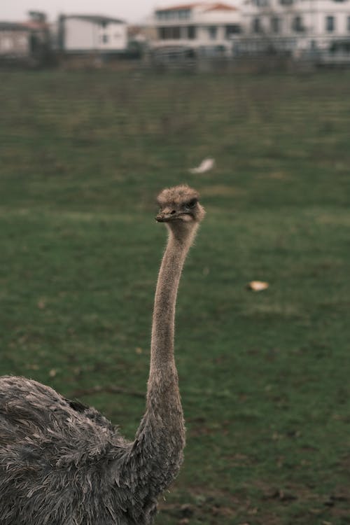Free Brown Ostrich on Green Grass Field Stock Photo
