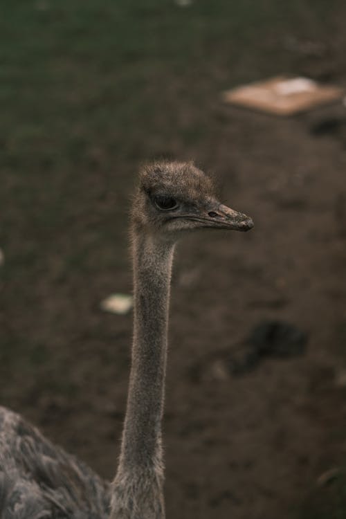 Brown Ostrich in Close Up Photography