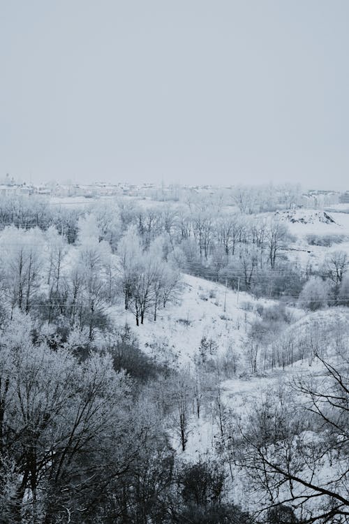 Aerial Photography of Snow Covered Forest