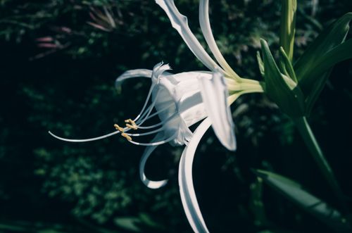 Free A close-up shot of a white spider lily in a garden, showcasing its delicate petals and graceful appearance. Stock Photo