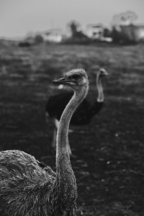 Black and White Ostriches Walking on the Field