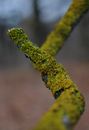 Green Moss on Brown Tree Branch