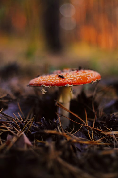 бесплатная Бесплатное стоковое фото с вертикальный выстрел, земля, красный гриб Стоковое фото