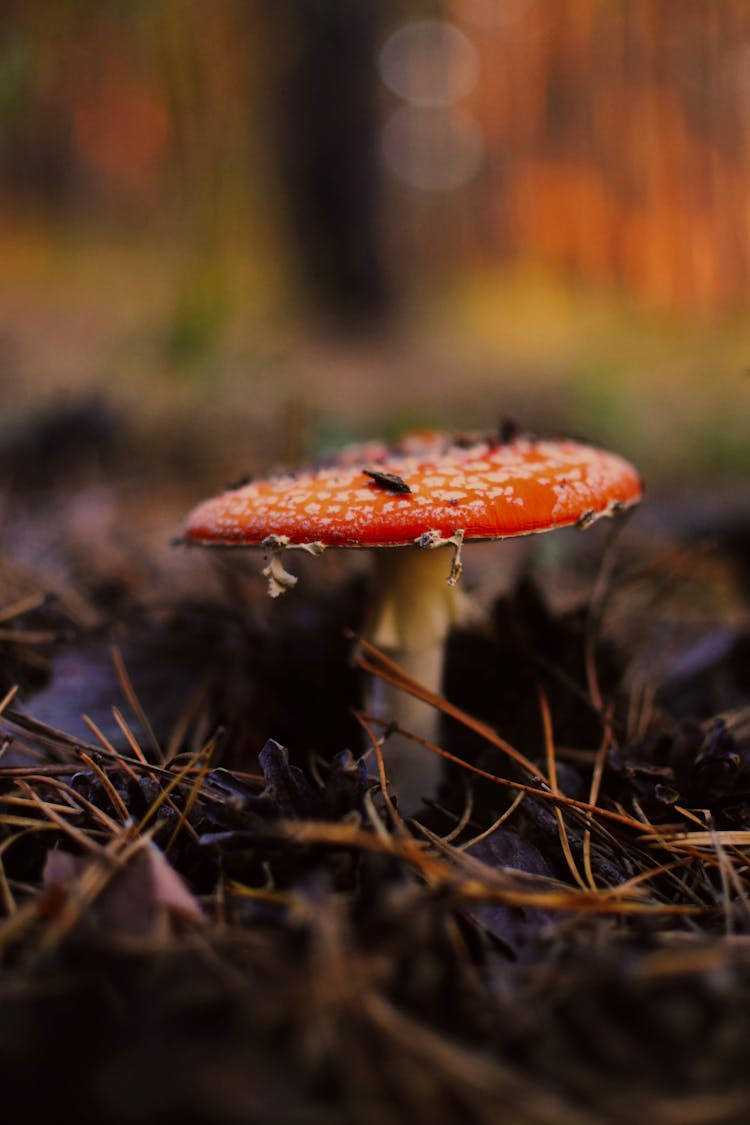 Red Mushroom On The Ground