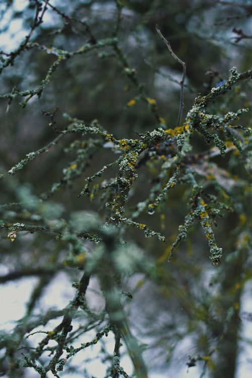 Free A detailed view of moss-covered tree branches in a serene forest setting. Stock Photo