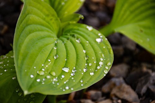 Free Close-up Photo Of Green Leaf Plant Stock Photo