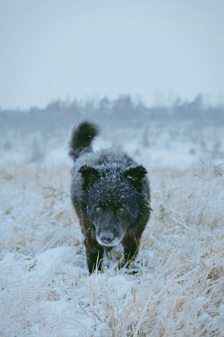 Dog In Grass Covered In Snow