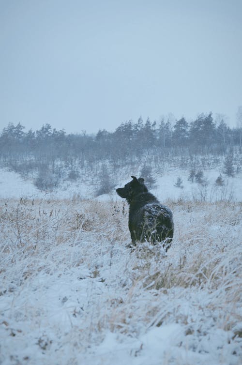Black Short Coat Dog on Snow Covered Ground