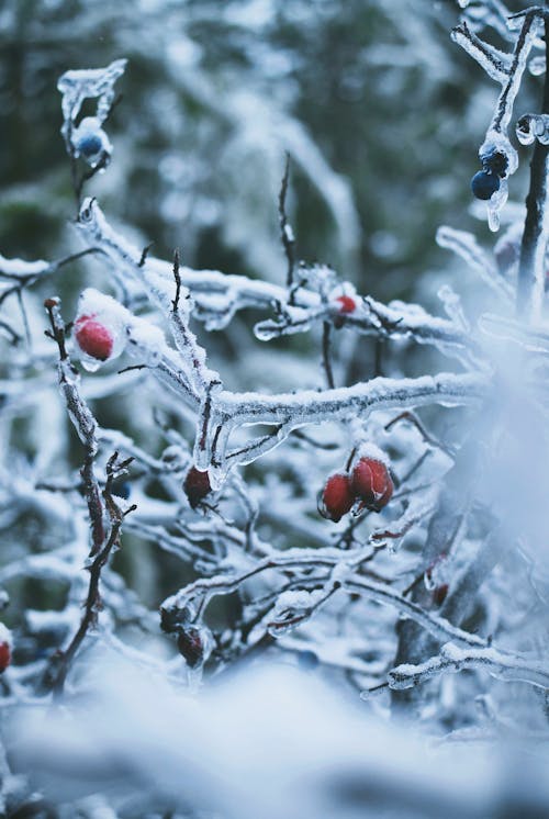 Ağaç dalları, buz tutmuş, dondurulmuş içeren Ücretsiz stok fotoğraf