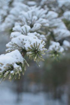 Macro shot of evergreen pine needles dusted with fresh snow, showcasing winter beauty.