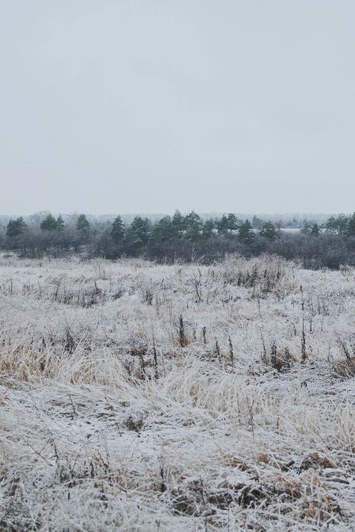 Free Peaceful winter scene with snow-covered grassy field and trees. Stock Photo