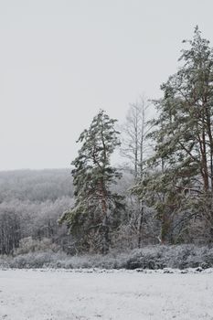 A serene winter landscape with snow-covered pine trees and a clear sky.