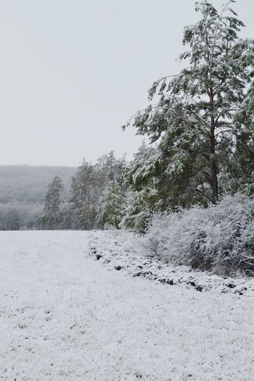 下雪的天氣, 冬季, 垂直拍摄 的 免费素材图片