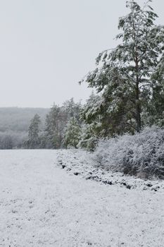 Serene winter landscape with snow-covered trees and fields creating a frosty natural scene.
