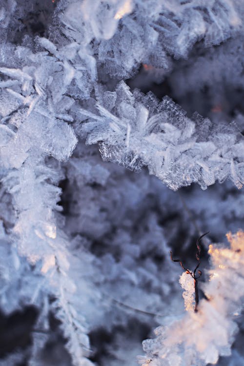 免費 冬季, 冷冰冰, 凍結的 的 免費圖庫相片 圖庫相片